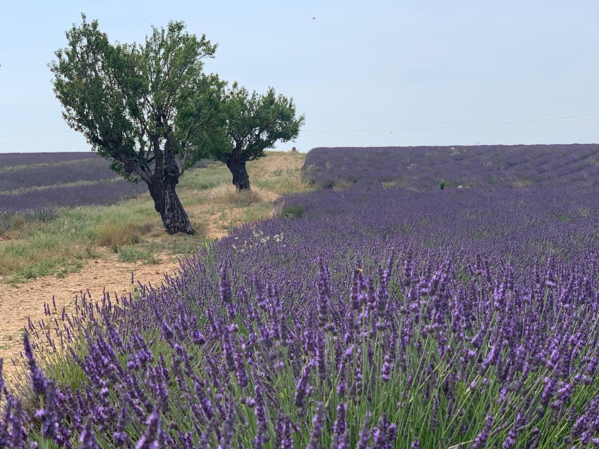 Studio Nuitee En Provence 2 Éguilles Buitenkant foto